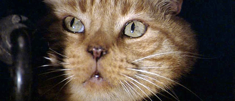 ¡Jonesy! Ven... gatito bonito...